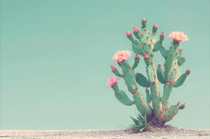 What Makes Desert Botanicals So Powerful for Skin?