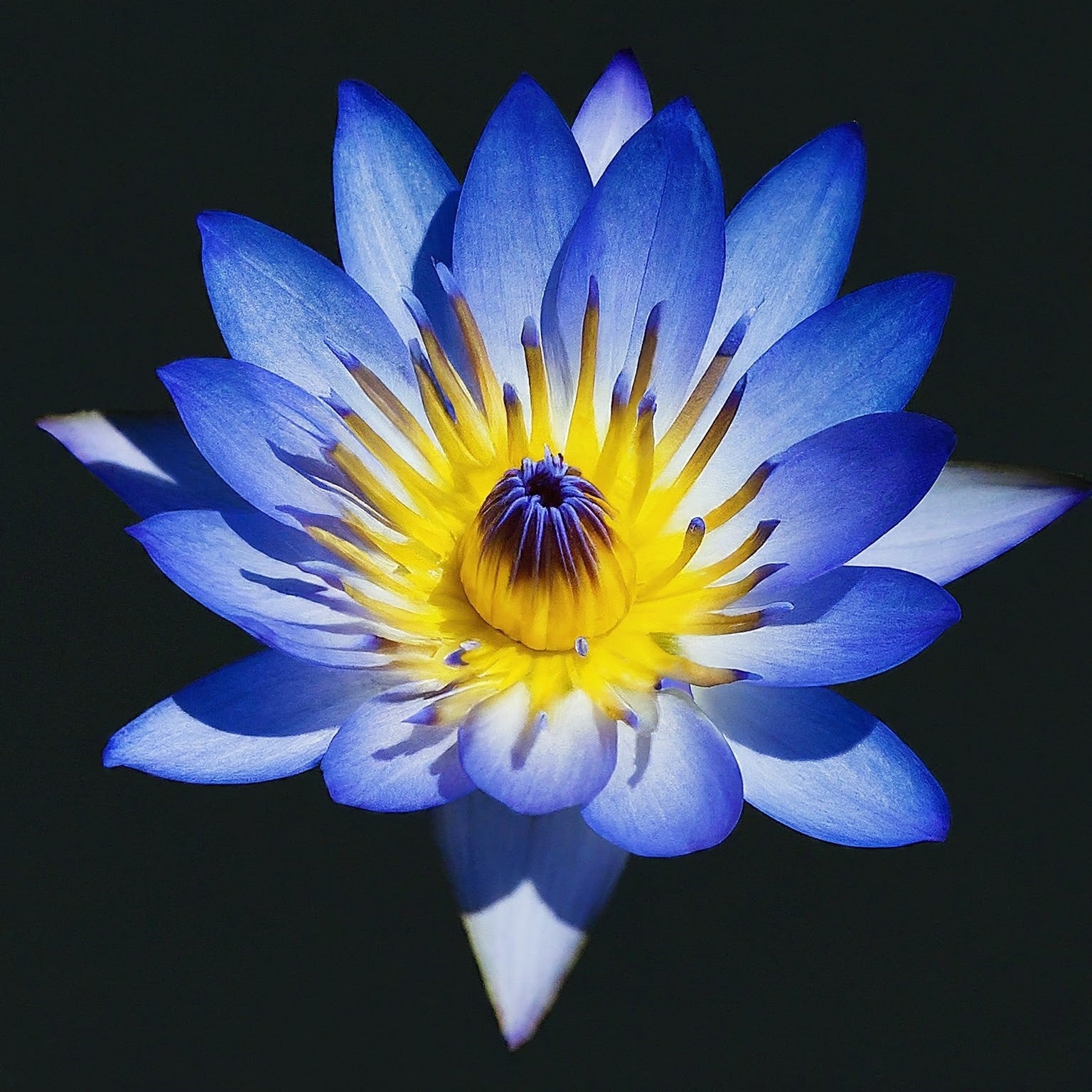 The Magic of Blue Lotus: A Desert Flower with Deep Hydration Powers